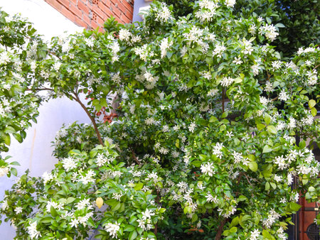 Jasmine Murraya paniculata in the garden orange