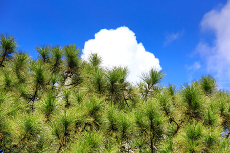 Pine trees blue sky and white vi cloud clearの写真素材