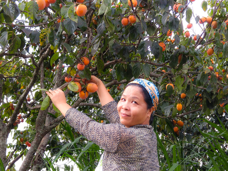 Da Lat city, Vietnam - November 7, 2015: a woman who is very happy to harvest the RIPE persimmons on the tree print the her gardenのeditorial素材