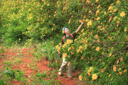 Lam Dong Province, Vietnam - November 7, 2015: in the dry season, wild sunflowers bloom everywhere on the plateau. A woman is relaxing with wild sunflowers bloomのeditorial素材