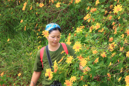 Lam Dong Province, Vietnam - November 7, 2015: in the dry season, wild sunflowers bloom everywhere on the plateau. A woman is relaxing with wild sunflowers bloomのeditorial素材