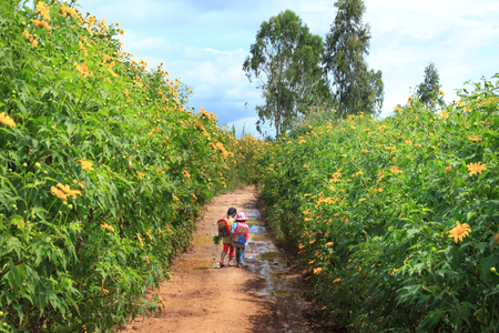 Lam Dong Province, Vietnam - November 7, 2015: in the dry season, wild sunflowers bloom everywhere on the plateau. Two kids go together on the road through a field full of wild sunflowersのeditorial素材