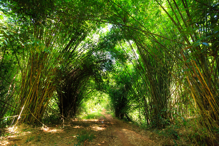 red dirt road passes through bamboo forestsの写真素材