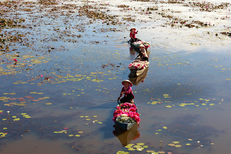 Moc Hoa District, Long An Province, Vietnam - November 22, 2015: people boating on lakes harvest water lilies, The People of this region used as a vegetable by water lilies dishのeditorial素材