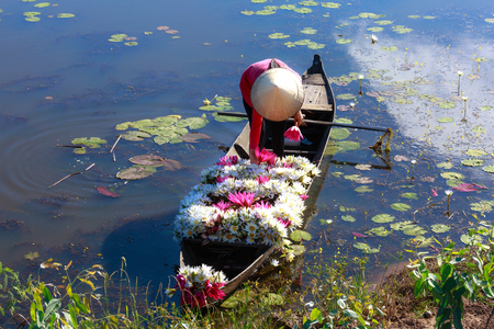 Moc Hoa District, Long An Province, Vietnam - November 22, 2015: in the flooding season there are a lot of water lilies on the lakes rise, People boating on lakes harvest water lilies, The People of this region so as a used water lilies vegetable dishのeditorial素材