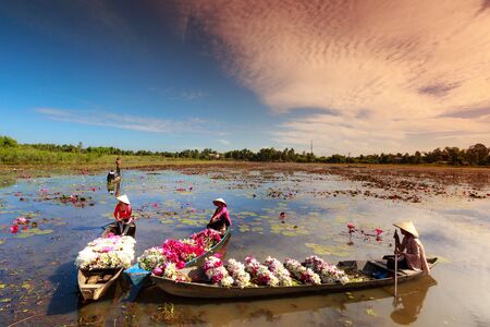 Moc Hoa District, Long An Province, Vietnam - November 22, 2015: in the flooding season there are a lot of water lilies on the lakes rise, People boating on lakes harvest water lilies, The People of this region so as a used water lilies vegetable dishのeditorial素材