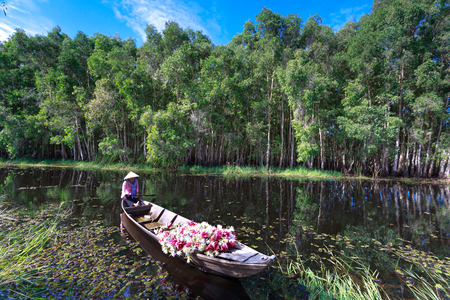 Moc Hoa District, Long An Province, Vietnam - November 22, 2015: Harvest lilies. After harvesting water lilies, the woman home on the canal Carrying. The People of this region used as a vegetable dish lilies byのeditorial素材