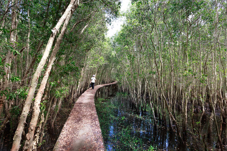 Moc Hoa District, Long An Province, Vietnam - November 22, 2015: a small tourist walks on the high road passing through flooded forests melaleuca Ecological conservation areas to Tan Lap print, Moc Hoa District, Long An province, Vietnamのeditorial素材