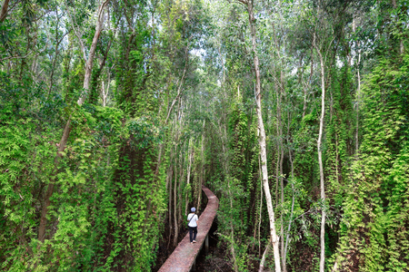 Moc Hoa District, Long An Province, Vietnam - November 22, 2015: a small tourist walks on the high road passing through flooded forests melaleuca Ecological conservation areas to Tan Lap print, Moc Hoa District, Long An province, Vietnamのeditorial素材