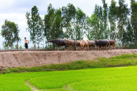Moc Hoa District, Long An Province, Vietnam - November 22, 2015 in the afternoon, after grazing on meadow all day, young shepherds riding buffalos and go home togetherのeditorial素材