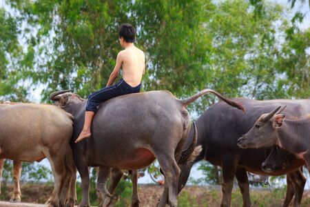 Moc Hoa District, Long An Province, Vietnam - November 22, 2015 in the afternoon, after grazing on meadow all day, young shepherds riding buffalos and go home togetherのeditorial素材