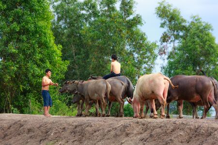 Moc Hoa District, Long An Province, Vietnam - November 22, 2015 in the afternoon, after grazing on meadow all day, young shepherds riding buffalos and go home togetherのeditorial素材