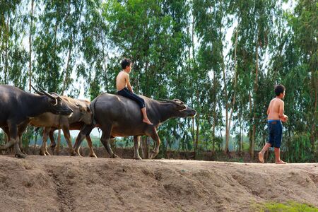 Moc Hoa District, Long An Province, Vietnam - November 22, 2015 in the afternoon, after grazing on meadow all day, young shepherds riding buffalos and go home togetherのeditorial素材