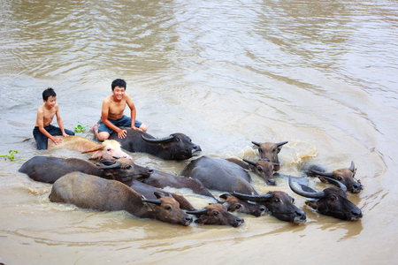 Moc Hoa District, Long An Province, Vietnam - November 22, 2015 in the afternoon, after grazing on meadow, two shepherds let c Herd of buffalos bath in the river. Then the buffalos will go to ask for their stablesのeditorial素材
