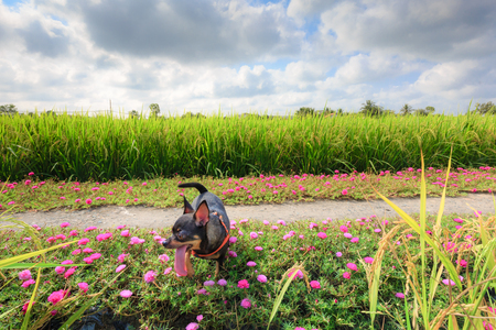 chihuahua dog running on grandiflora flowerbed Beside rice fields, a peaceful village in sight in a rural Vietnamの写真素材