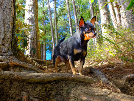 chihuahua dog in the pine forestの写真素材