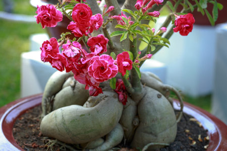 Adenium obesum tree or desert rose in flowerpot.の写真素材