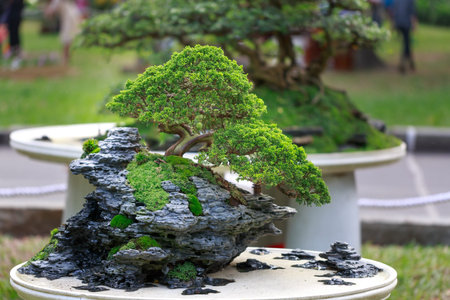 bonsai tree in gardenの写真素材