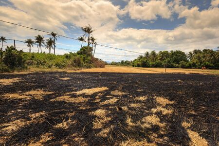 Burning rice field after harvestingの写真素材