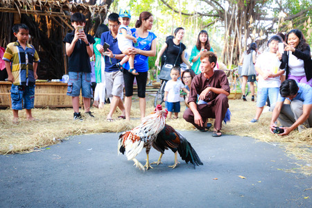 Hochiminh City, Vietnam - March 5, 2016 : traditional cockfighting is a scene activity from daily life in the villages of Vietnam is performaced in culinary fair of the Van Thanh tourist area Ho Chi Minh City. Cockfighting is a very old tradition in villaのeditorial素材