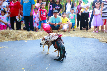 Hochiminh City, Vietnam - March 5, 2016 : traditional cockfighting is a scene activity from daily life in the villages of Vietnam is performaced in culinary fair of the Van Thanh tourist area Ho Chi Minh City. Cockfighting is a very old tradition in villaのeditorial素材