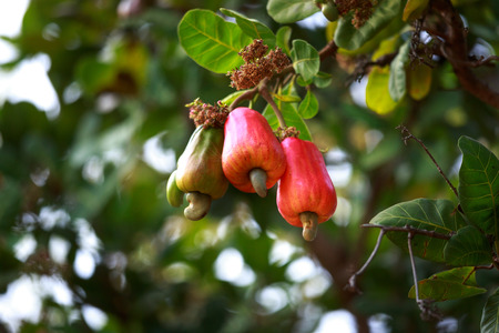 Cashew fruit (Anacardium occidentale) hanging on treeの写真素材