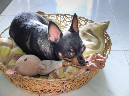 She is lying in the basket next to her dollの写真素材
