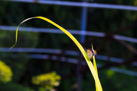 yellow butterfly perched on green grass