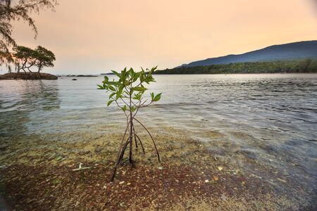 mangrove tree small at beach on Island Phu Quoc. VietNamの写真素材