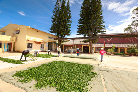 Da Lat City, Lam Dong Province, Vietnam - July 03, 2016 : workers are fresh green tea crop drying on long warm surface inside of tea factory for withering that tea factory where focuses on organic processingのeditorial素材