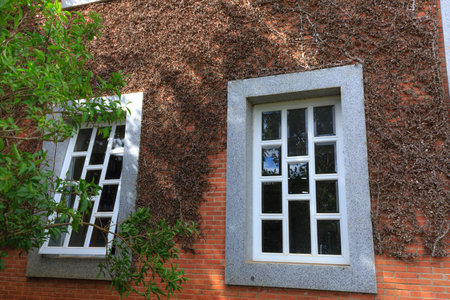 Exterior of house with white windows covered with dry and Withered ivy