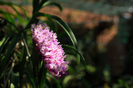 Rhynchostylis Gigantea flower  in VietNamの写真素材
