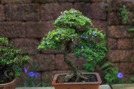 old bonsai tree in a ceramic potの写真素材