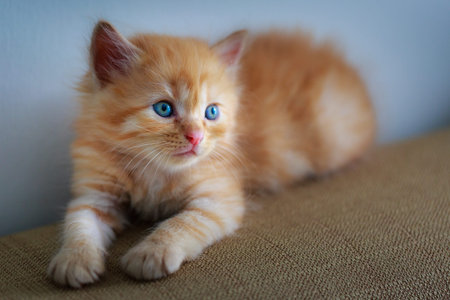 Cute Kitten sitting on the sofaの写真素材