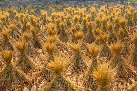 The bundles of straw on rice fields in Asia after havesting