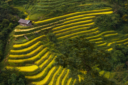 Terraced rice field in Hoang Su Phi in Ha Giang province in Vietnam. A very nice view of ripe rice in the high mountain terraced fields in northwestern Vietnam. ready for big harvestingの写真素材