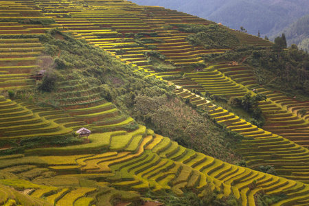 Terraced rice field in Hoang Su Phi in Ha Giang province in Vietnam. A very nice view of ripe rice...