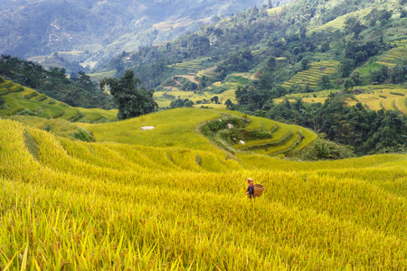 Mu Cang Chai, Yen Bai province, Vietnam - October 2, 2016 : H'mong women farmer go home on terrace rice fields on mountain at Mu Cang Chai, Yen Bai province, Vietnamのeditorial素材