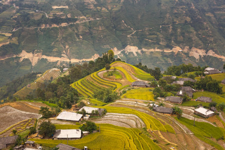 Hoang Su Phi, Ha Giang Province, Vietnam October 1, 2016: The very beautiful view of a village with yellow terraced rice fields in the early sunshine on a mountainous province in the Northwest Vietnam.のeditorial素材