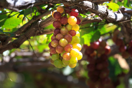 Bunch of grapes ripening on the vine in Phan Rang province, Vietnamの写真素材