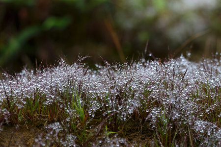 morning dew dropplets on grass field