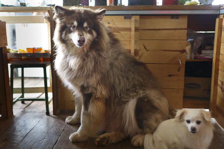 Alaska dogの写真素材