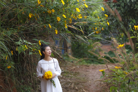 Bao Loc, Lam Dong Province, Vietnam - November 5, 2016 : young girl holding a bouquet of freshly picked wild sunflower between the bushes of wild sunflower bloom in yellow, colorful sceneのeditorial素材