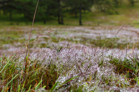 The colorful droplets in the grass after the rain. Viet Nam