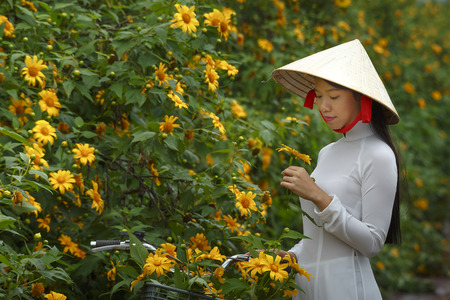 Bao Loc, Lam Dong Province, Vietnam - November 5, 2016 : young girl walking on path of countryside between the bushes of wild sunflower bloom in yellow, colorful sceneのeditorial素材