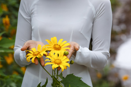 Bao Loc, Lam Dong Province, Vietnam - November 5, 2016 : young girl holding some of freshly picked wild sunflowers from the bushes of wild sunflower bloom in yellow, colorful sceneのeditorial素材
