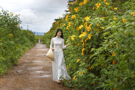 Bao Loc, Lam Dong Province, Vietnam - November 5, 2016 : young girl walking on path of countryside between the bushes of wild sunflower bloom in yellow, colorful sceneのeditorial素材
