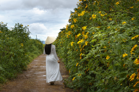 Bao Loc, Lam Dong Province, Vietnam - November 5, 2016 : young girl walking on path of countryside between the bushes of wild sunflower bloom in yellow, colorful sceneのeditorial素材