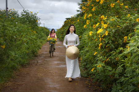 Bao Loc, Lam Dong Province, Vietnam - November 5, 2016 : Two girls walking on path of countryside between the bushes of wild sunflower bloom in yellow, colorful sceneのeditorial素材