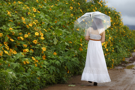 Bao Loc, Lam Dong Province, Vietnam - November 5, 2016 : Asian girl walking on path of countryside between the bushes of wild sunflower bloom in yellow, colorful sceneのeditorial素材